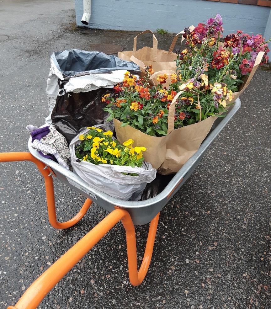 Kottikärryt täynnä kesäkukkia
