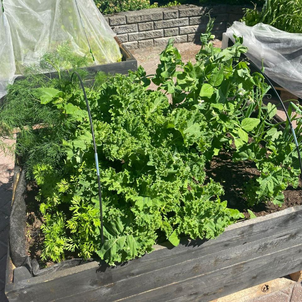 Hyötykasvien lehtiä viljelylaatikossa.